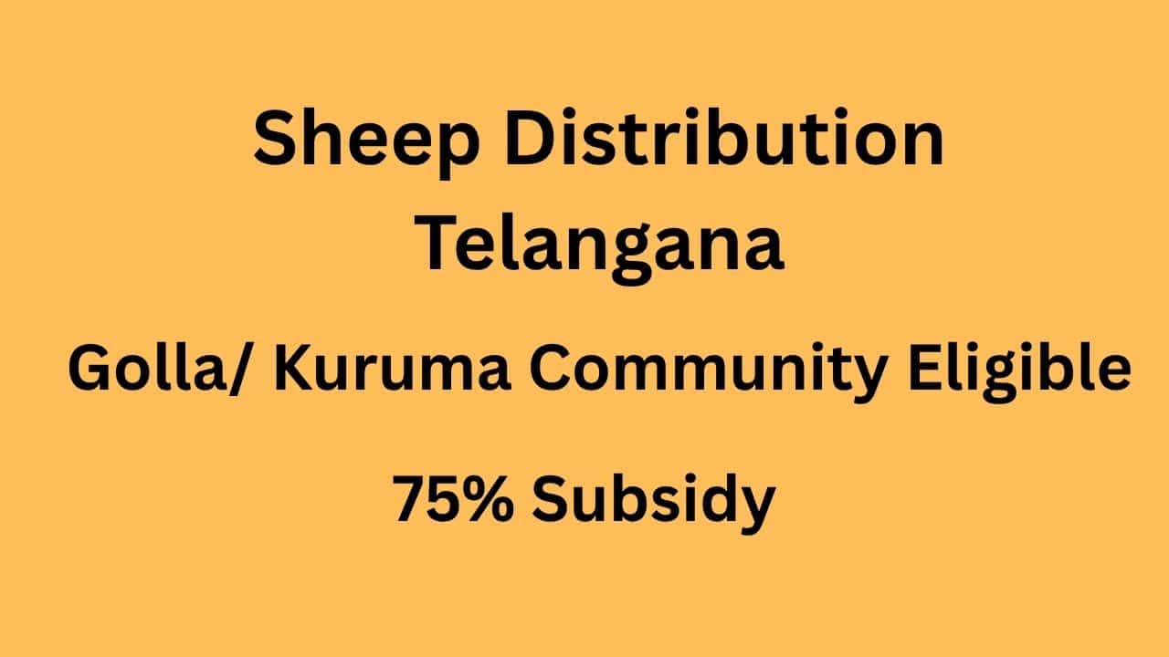 Sheep Distribution TS